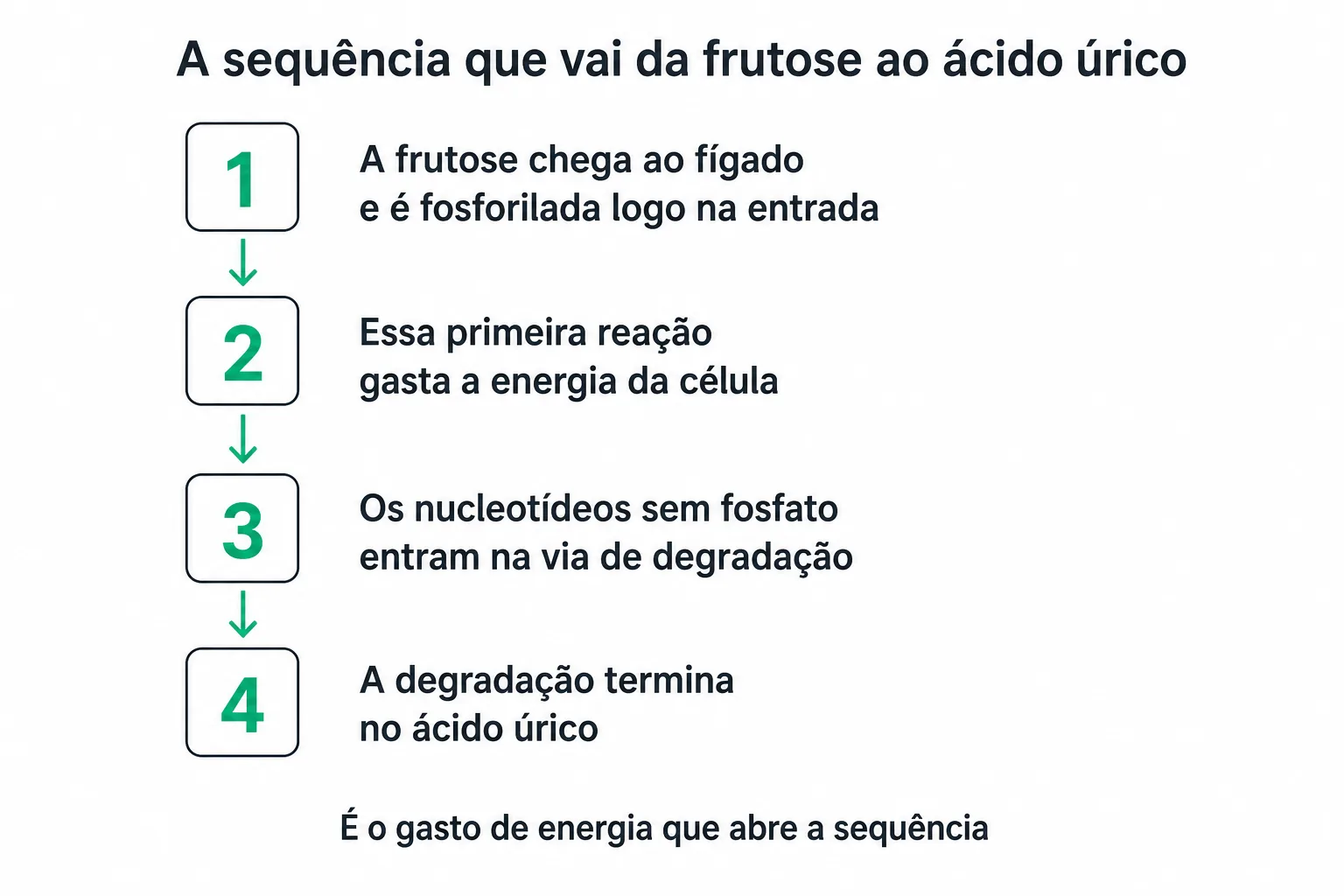 Sequência em quatro etapas ligadas por setas, da entrada da frutose no fígado ao gasto de energia, à renovação acelerada de nucleotídeos e ao produto final