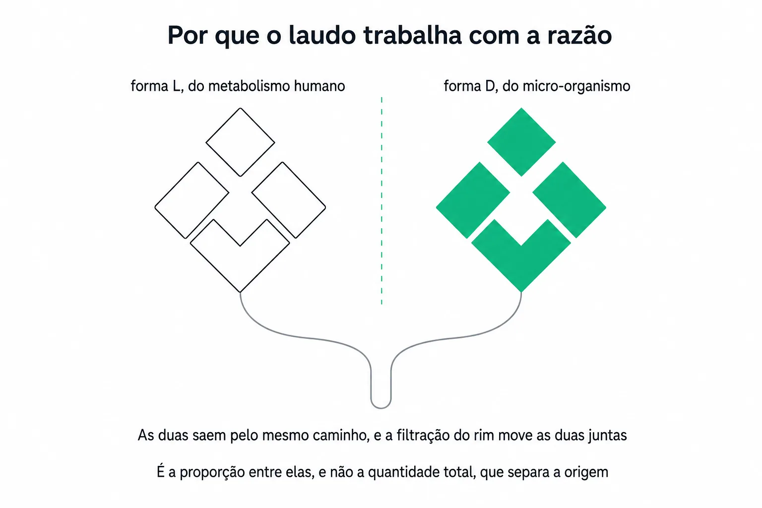 Duas moléculas em espelho, uma originada no metabolismo humano e outra no micro-organismo, convergindo para a mesma via de eliminação renal