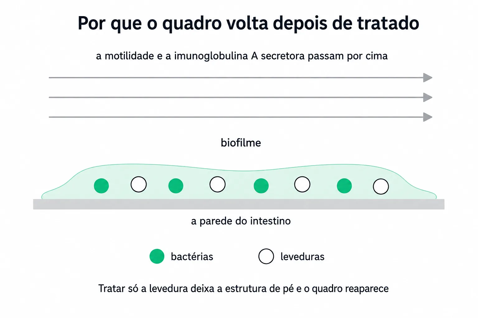 Corte de mucosa intestinal com película aderida à superfície abrigando colônias distintas de bactérias e leveduras, protegidas do fluxo acima delas