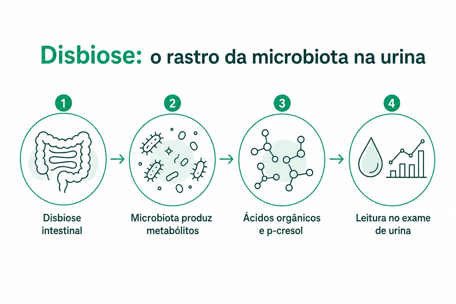 Infográfico: da disbiose aos metabólitos microbianos lidos no exame de urina