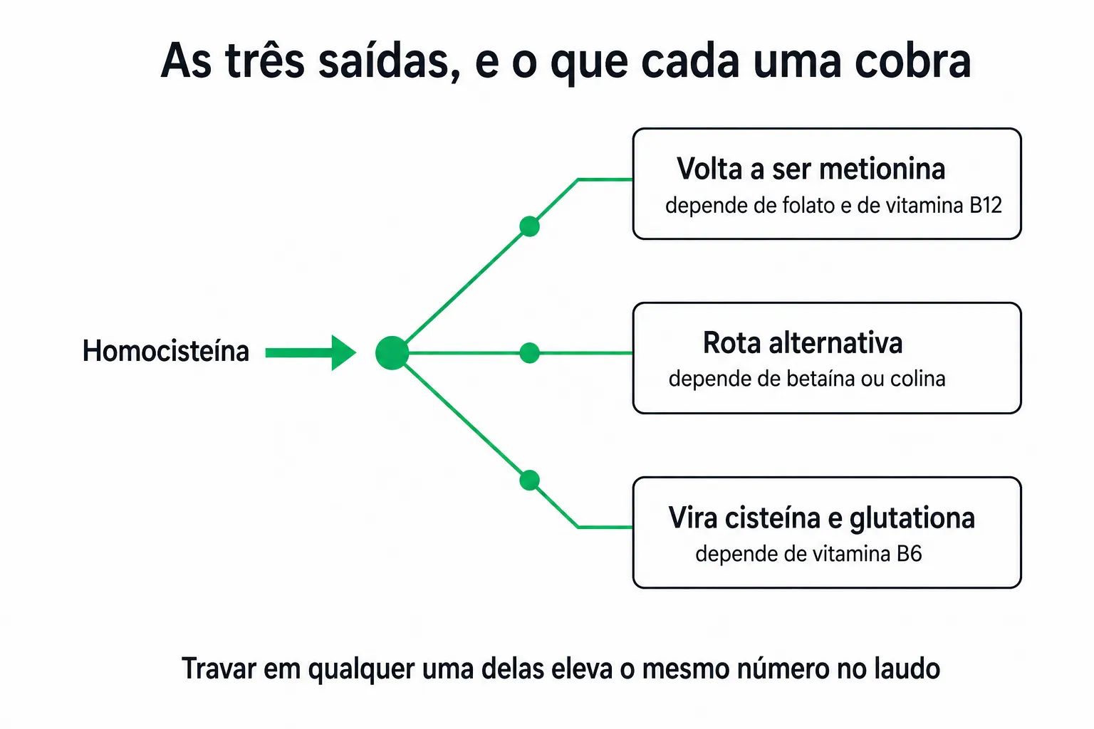 As três saídas da homocisteína, cada uma com o cofator de que depende, partindo de um mesmo ponto central