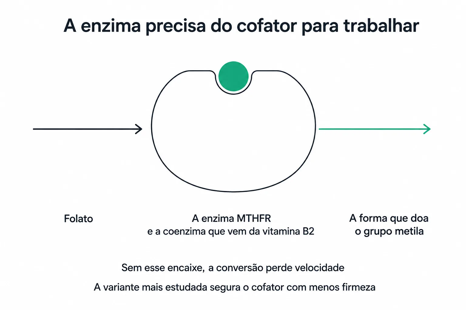 Esquema da conversão do folato à forma que doa o grupo metila, com a coenzima derivada da vitamina B2 encaixada na enzima